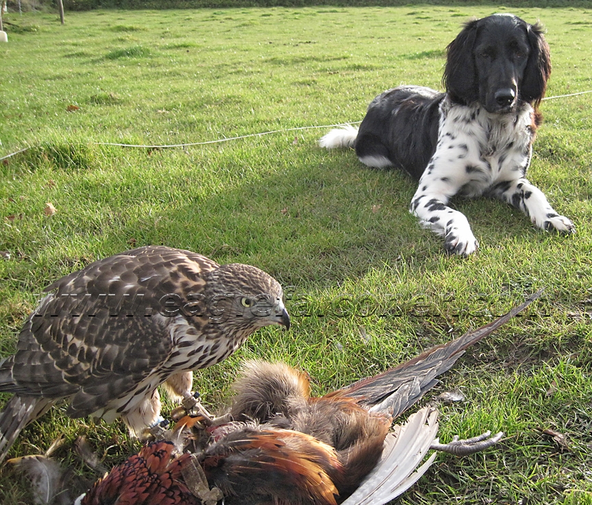 Goshawk and Large Munsterlander used for falconry